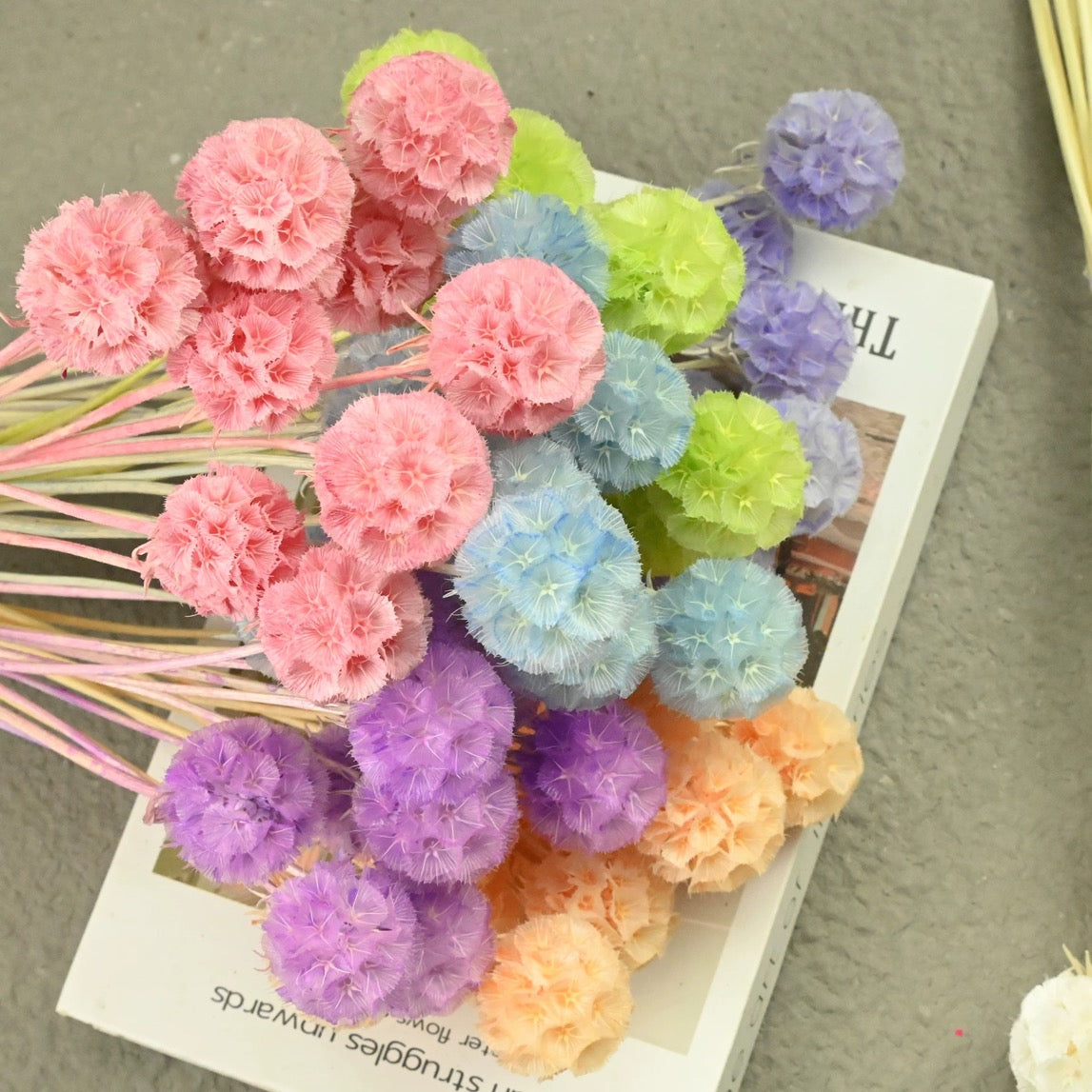 Scabiosa Pods
