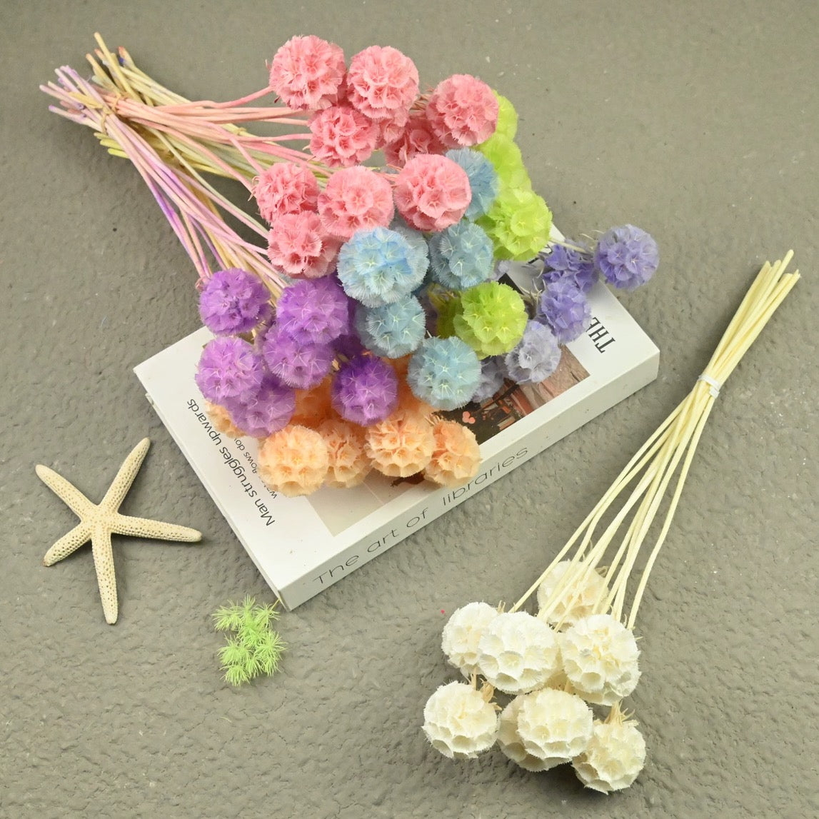 Scabiosa Pods