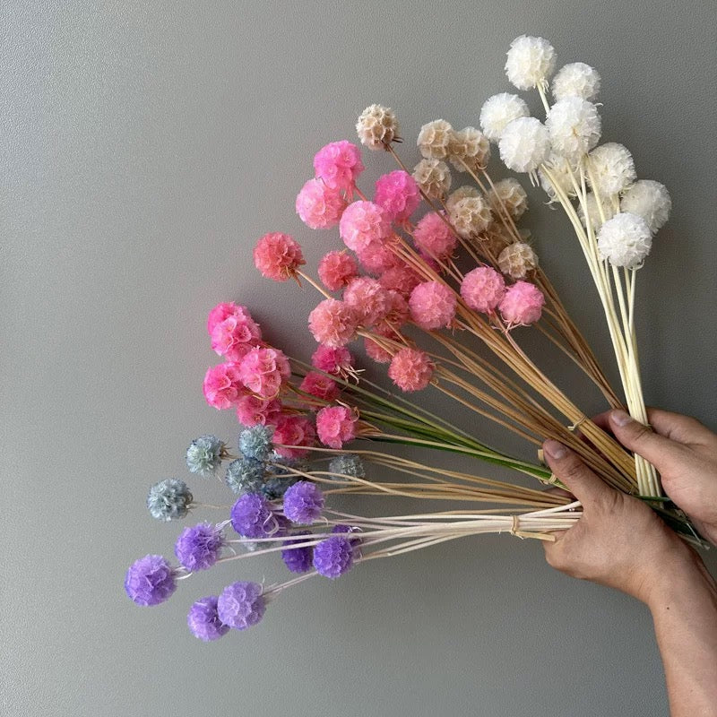 Scabiosa Pods