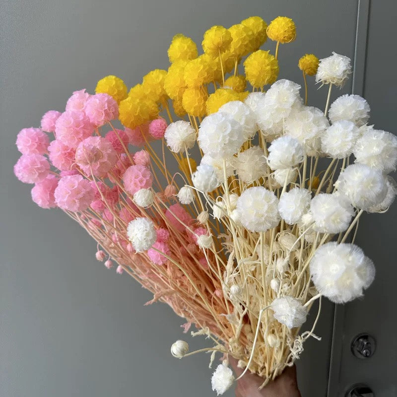 Scabiosa Pods-