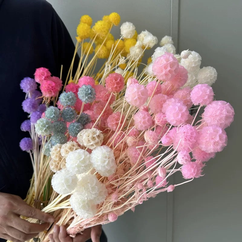 Scabiosa Pods-