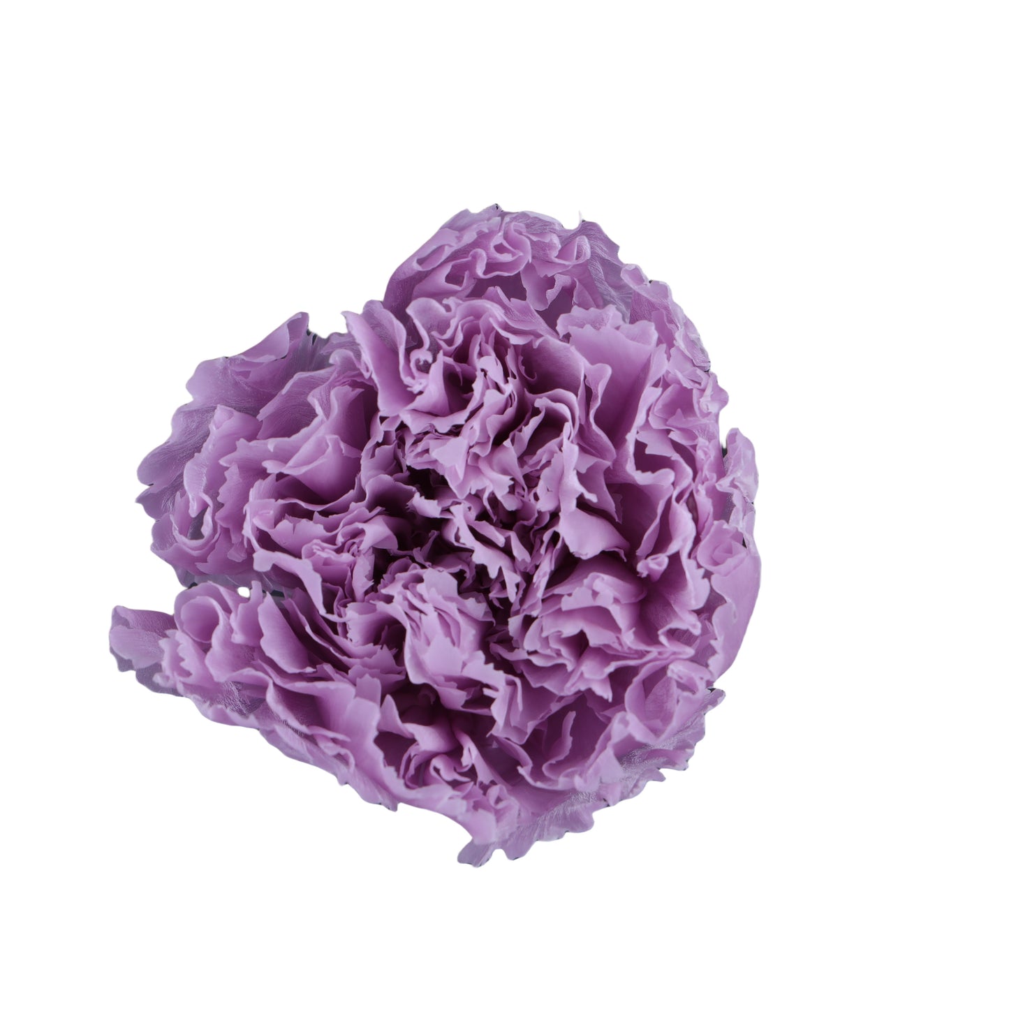 Carnation