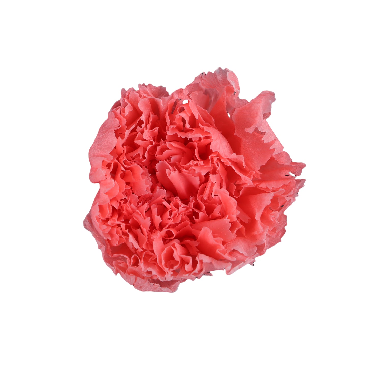 Carnation