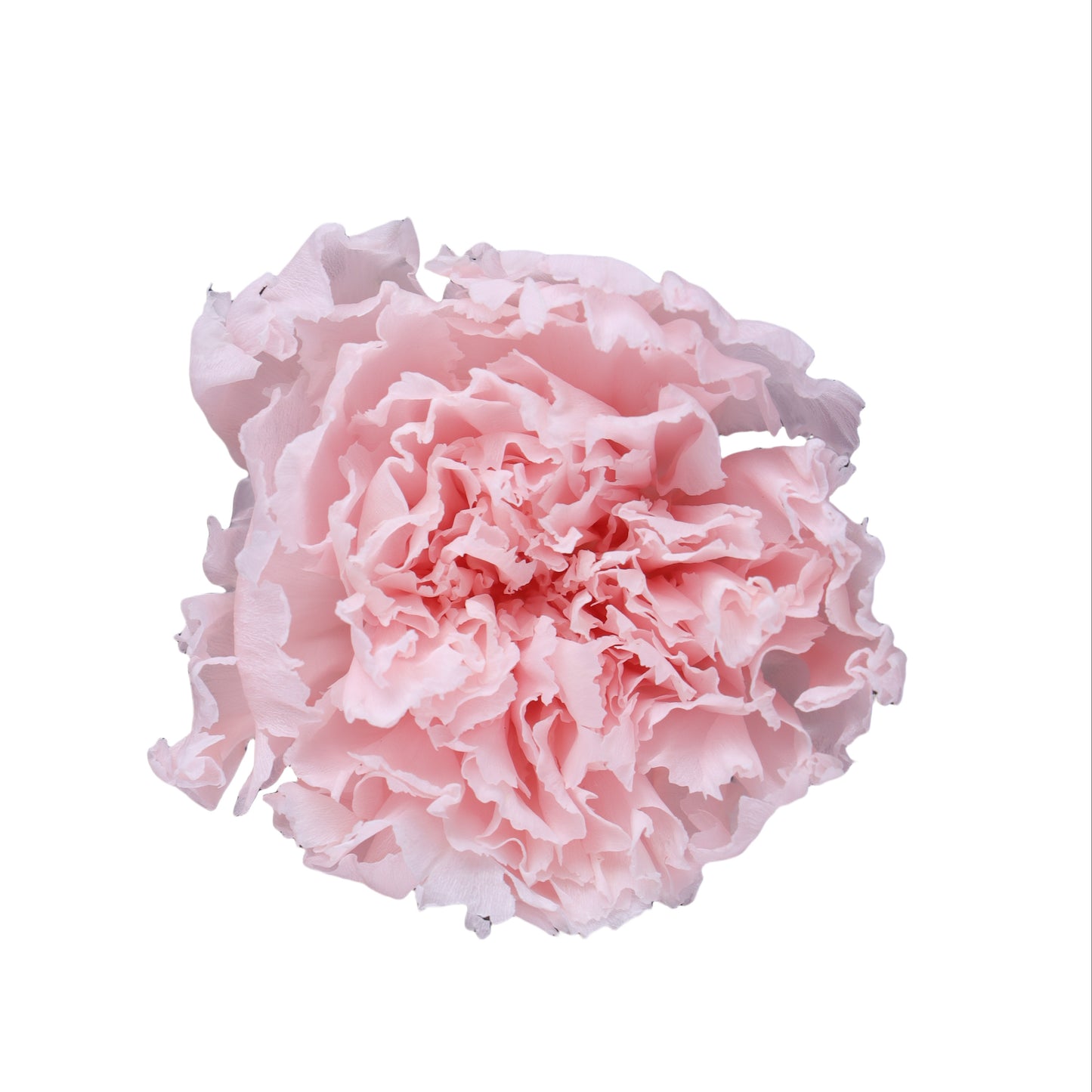 Carnation
