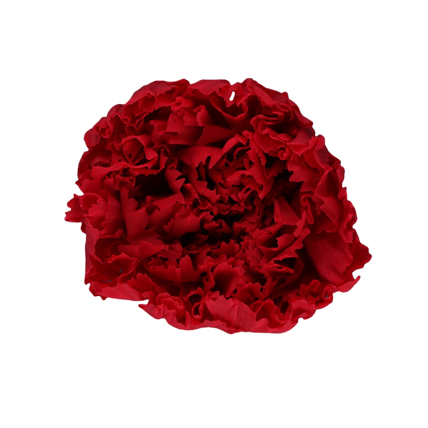Carnation