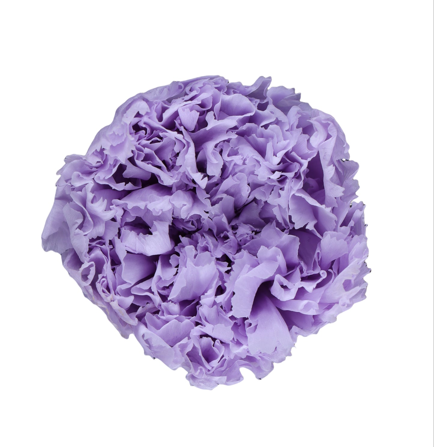 Carnation