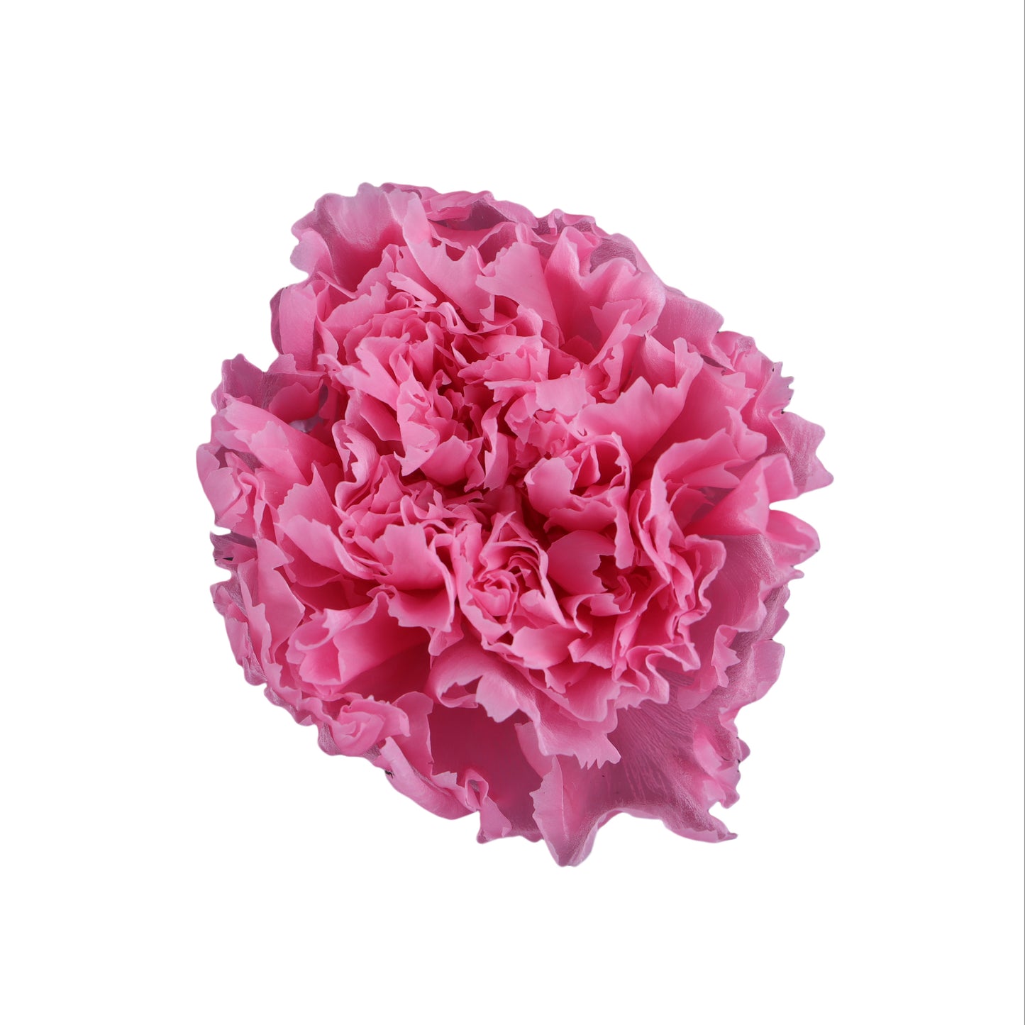 Carnation
