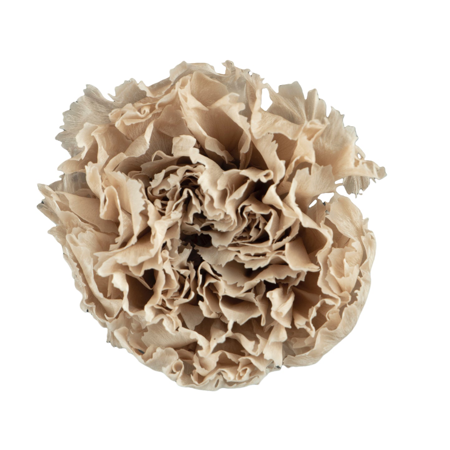Carnation