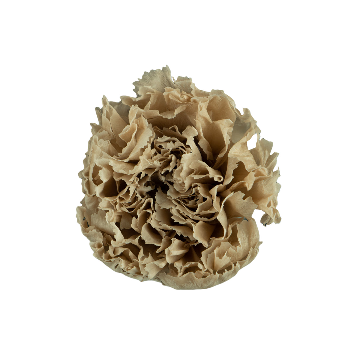 Carnation