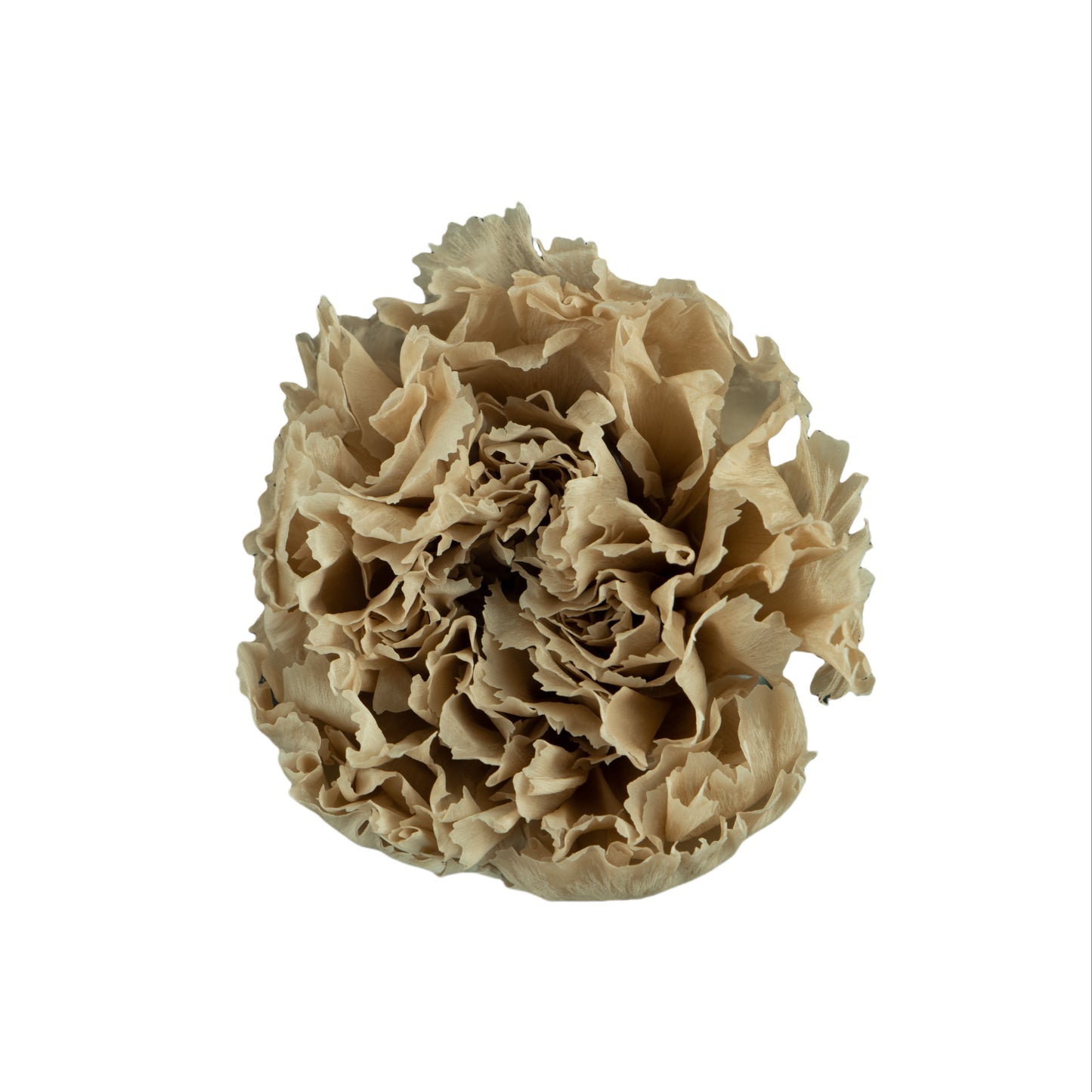 Carnation