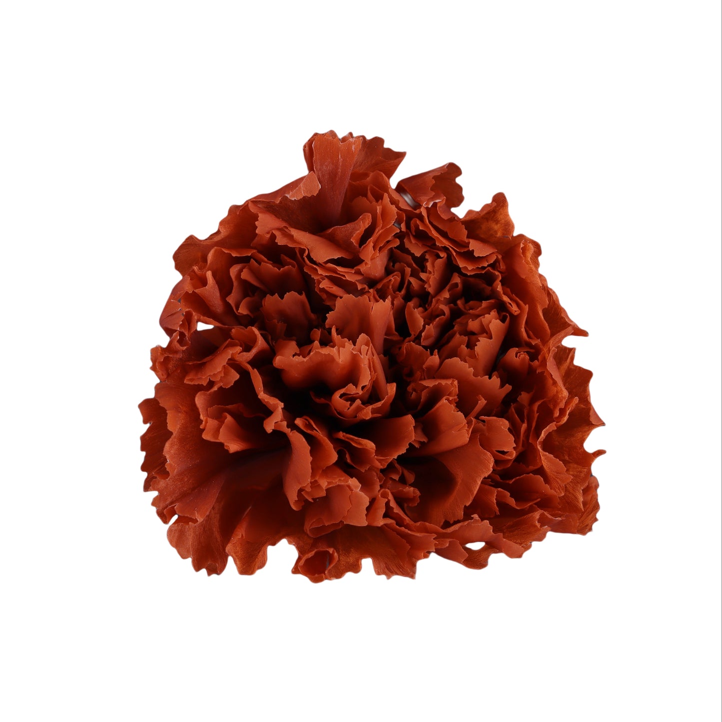 Carnation