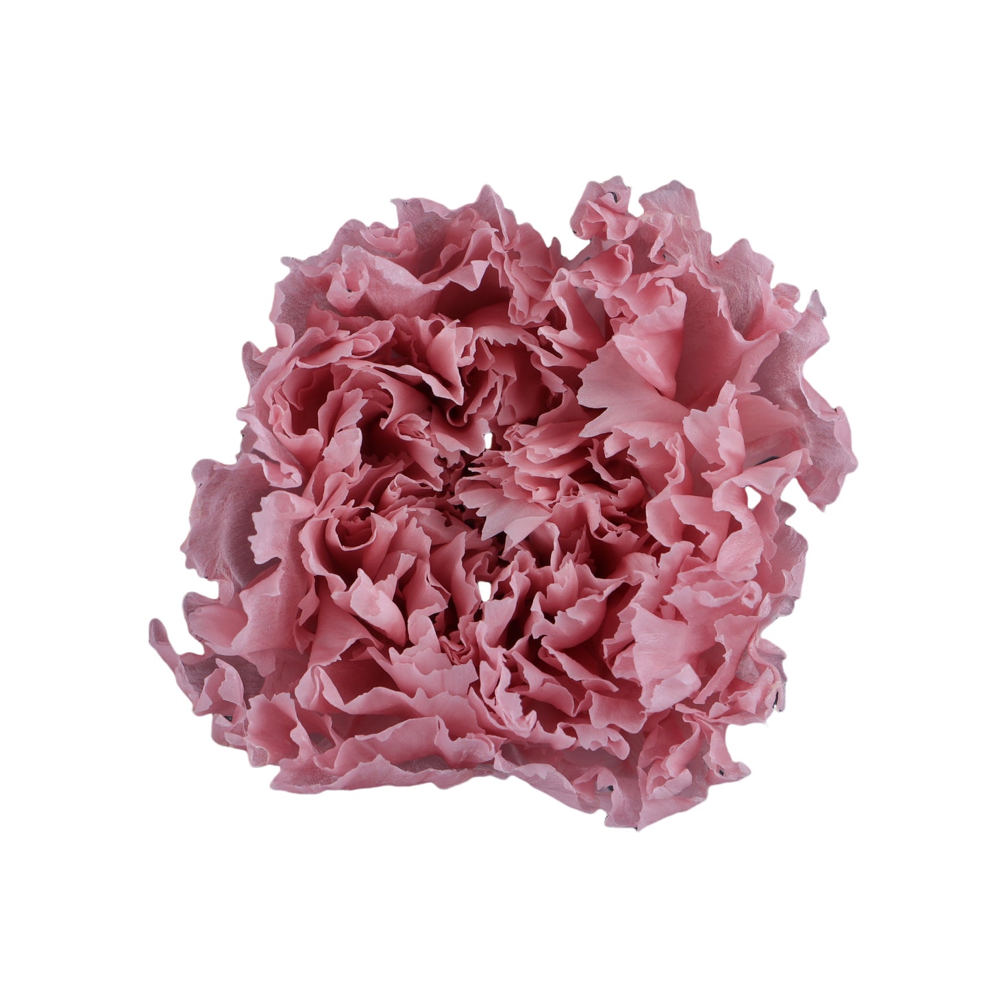 Carnation