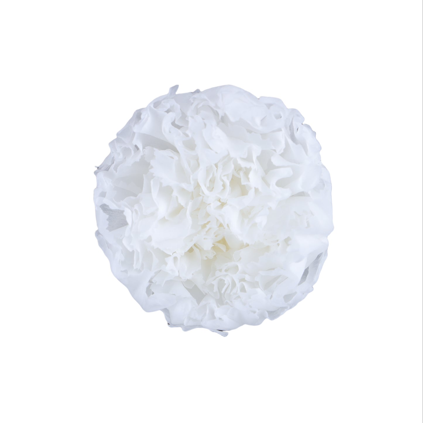 Carnation
