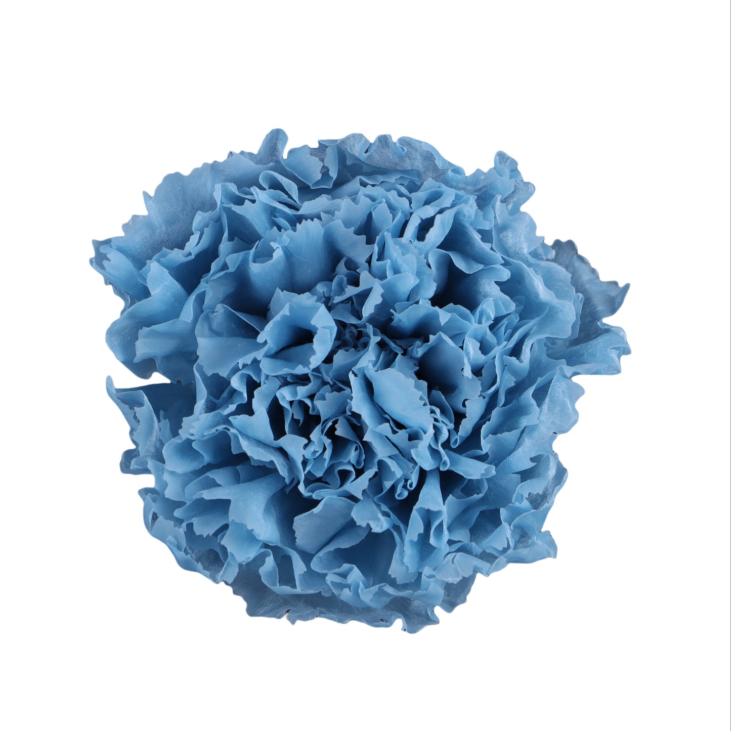 Carnation