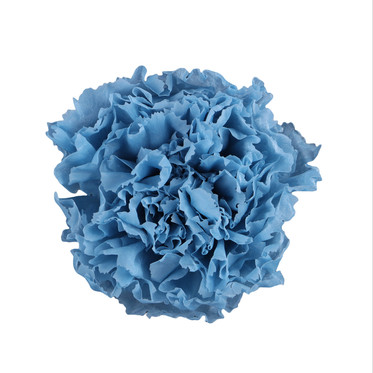 Carnation