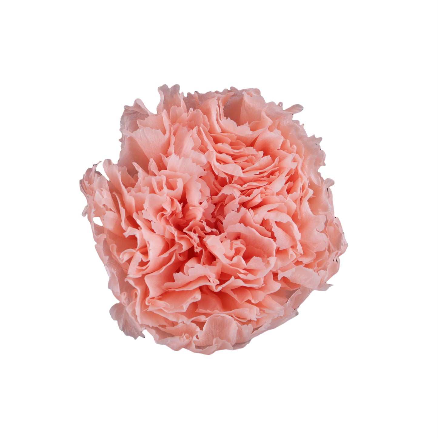 Carnation