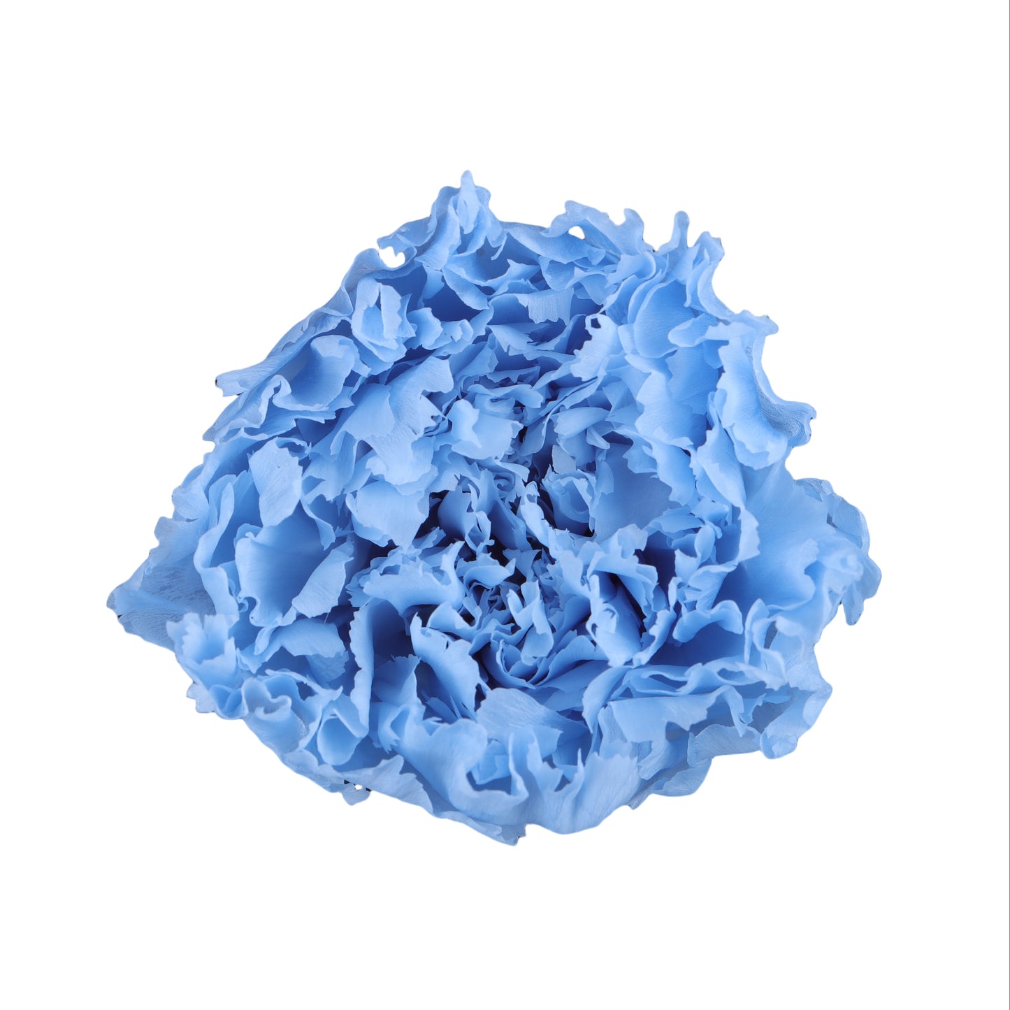 Carnation