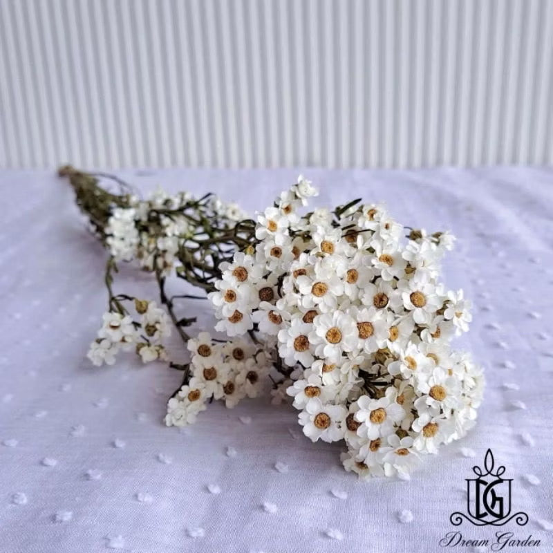 Italy Dried Ixodia Dried White Daisy Suitable For Decoration/Wedding/DIY/Dome