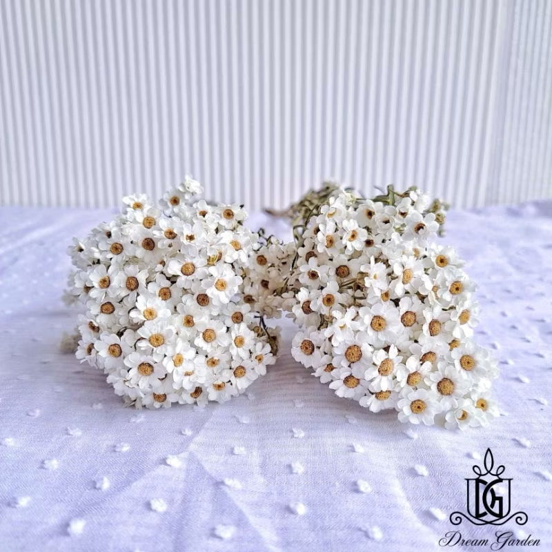 Italy Dried Ixodia Dried White Daisy Suitable For Decoration/Wedding/DIY/Dome