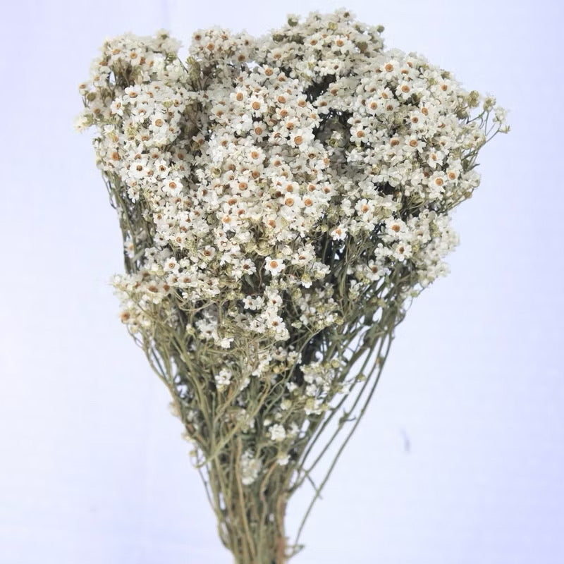 Italy Dried Ixodia Dried White Daisy Suitable For Decoration/Wedding/DIY/Dome