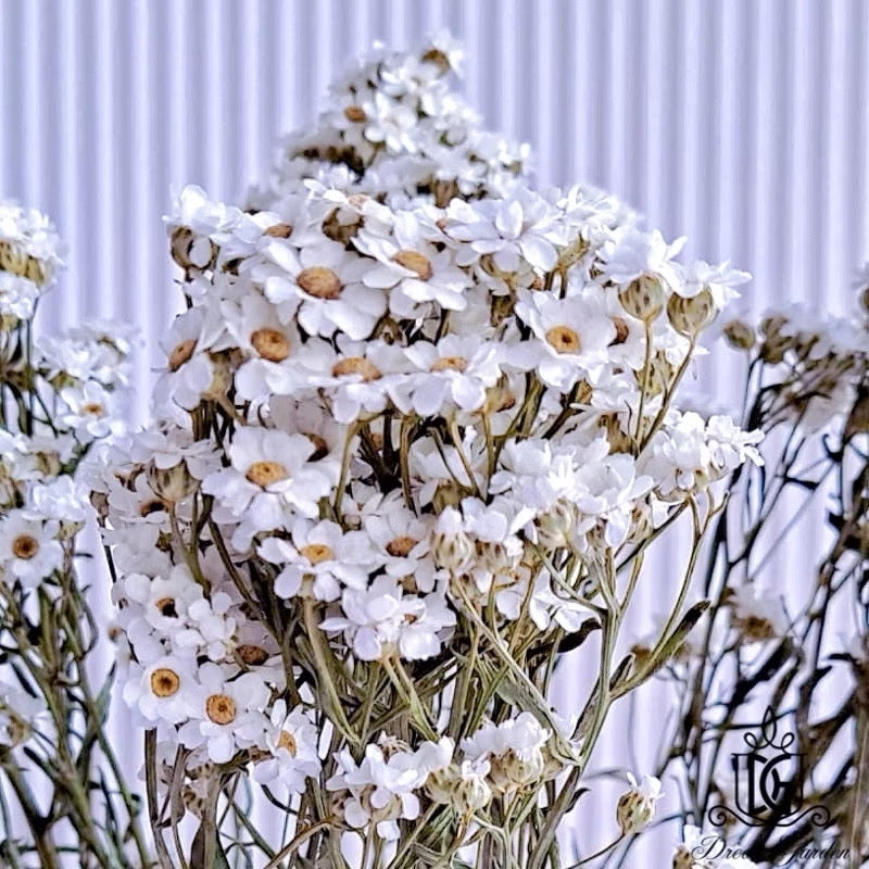Italy Dried Ixodia Dried White Daisy Suitable For Decoration/Wedding/DIY/Dome