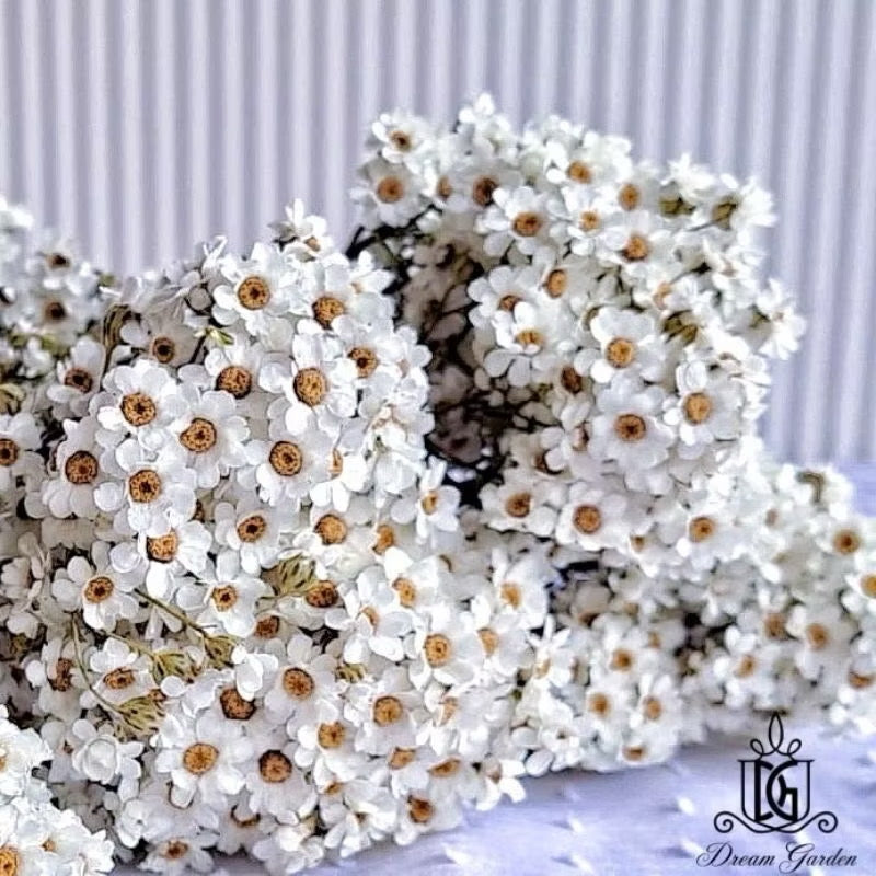 Italy Dried Ixodia Dried White Daisy Suitable For Decoration/Wedding/DIY/Dome