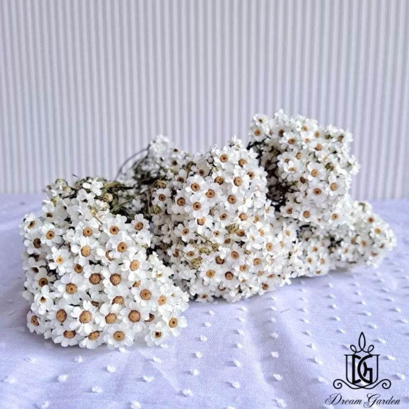 Italy Dried Ixodia Dried White Daisy Suitable For Decoration/Wedding/DIY/Dome