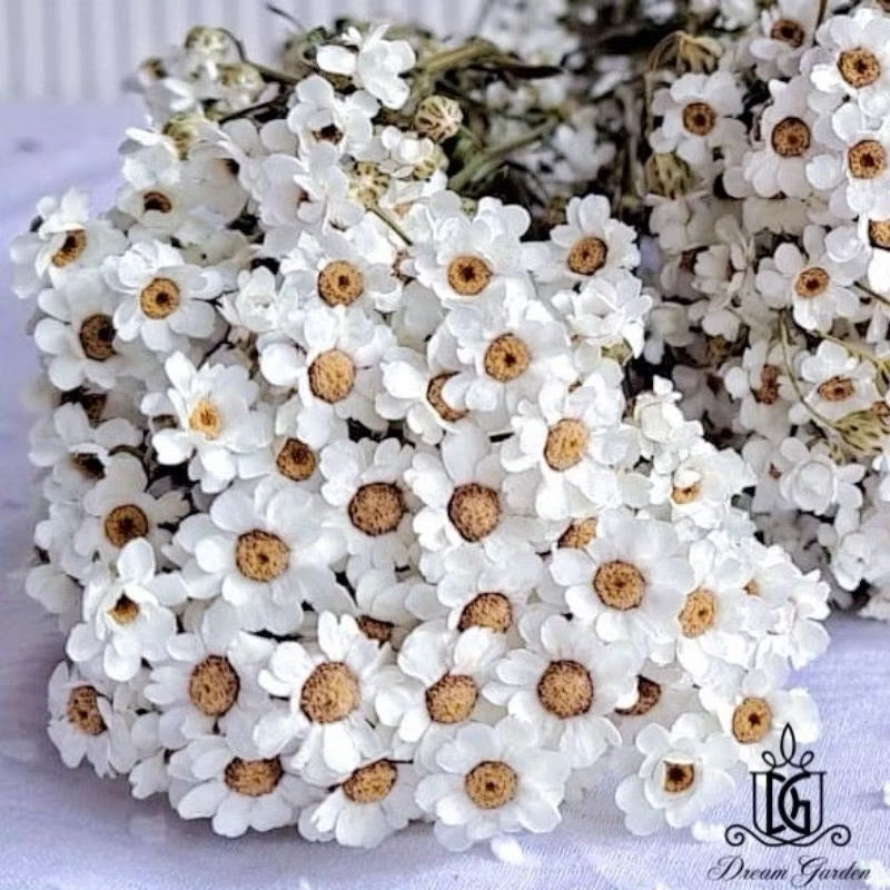 Italy Dried Ixodia Dried White Daisy Suitable For Decoration/Wedding/DIY/Dome