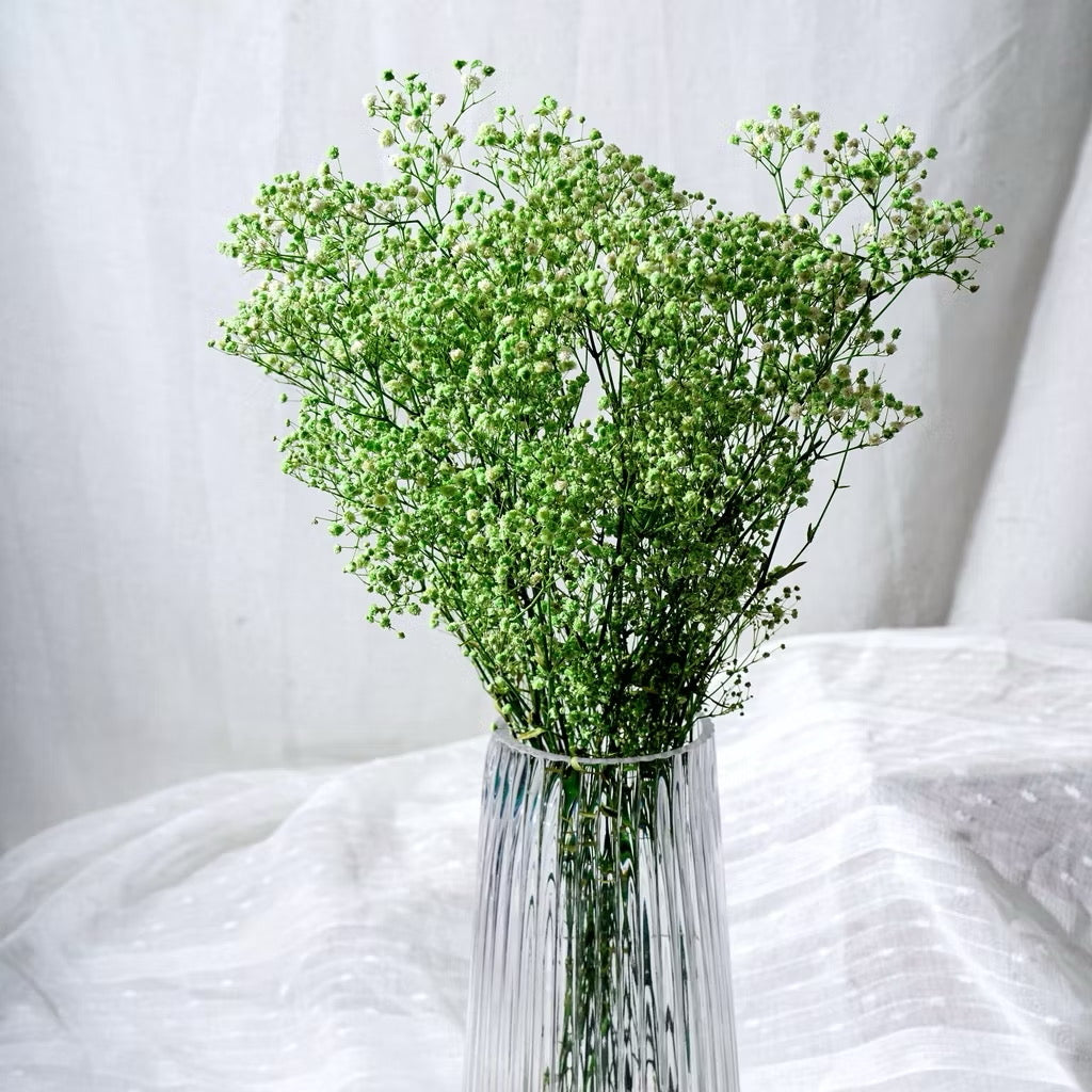 Preserved Flowers Dried Flowers Preserved Babybreath Home Decoration/DIY/Wedding