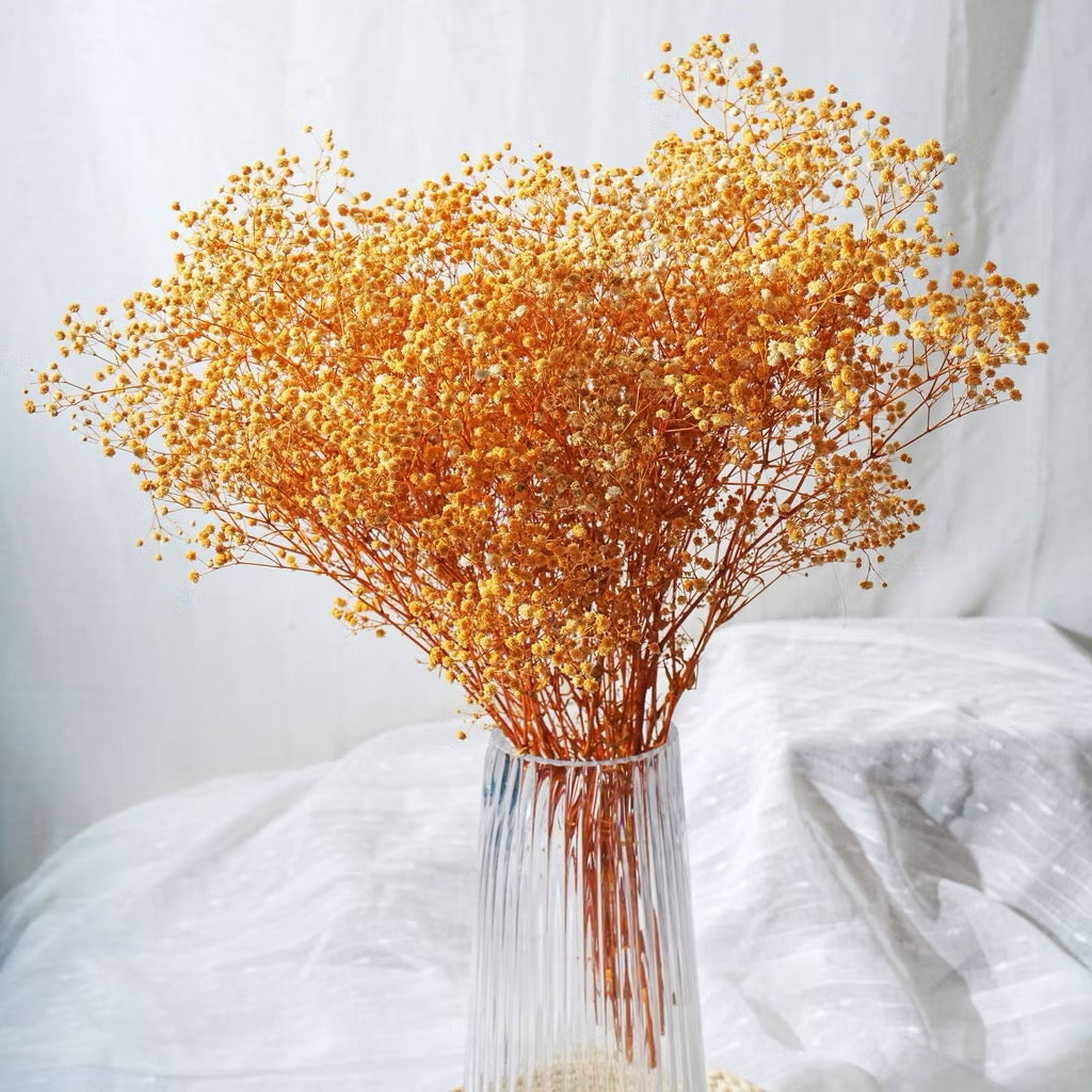 Preserved Flowers Dried Flowers Preserved Babybreath Home Decoration/DIY/Wedding