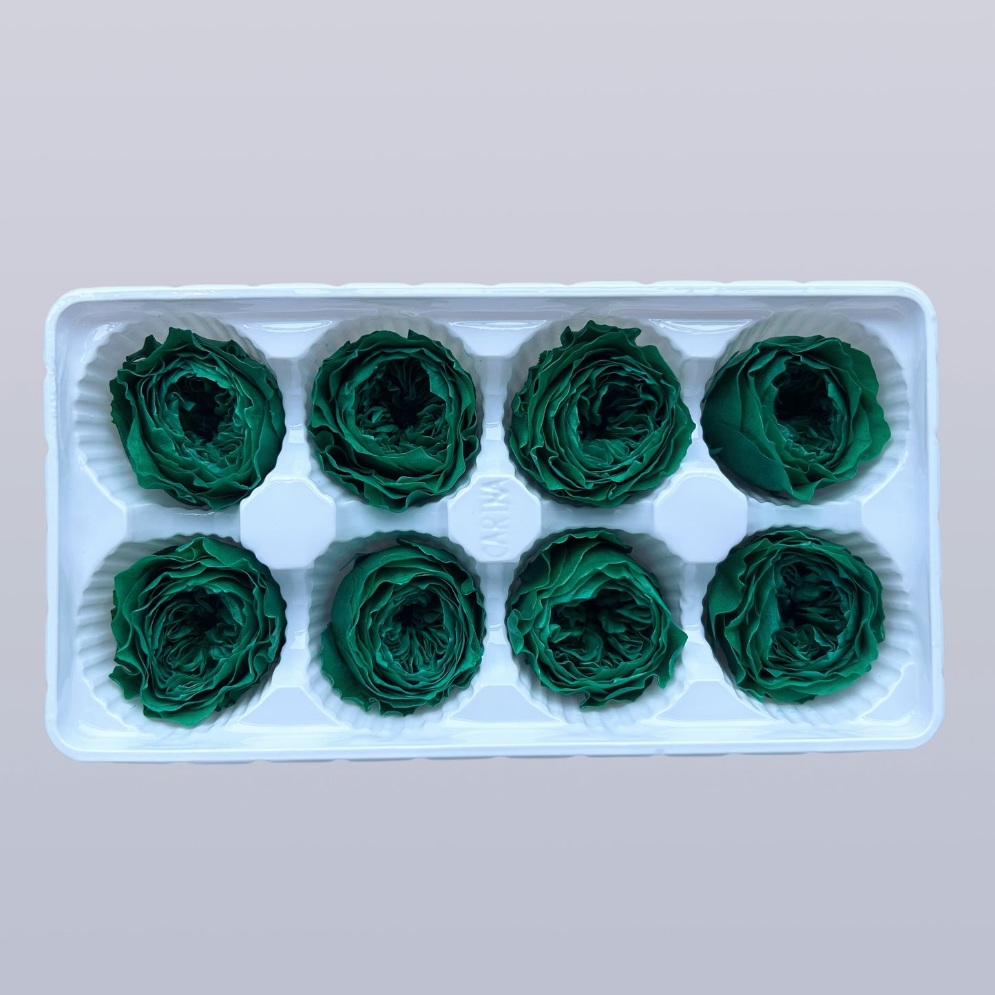 Everlasting Austin Roses™ | Preserved Heirloom Floral Collection