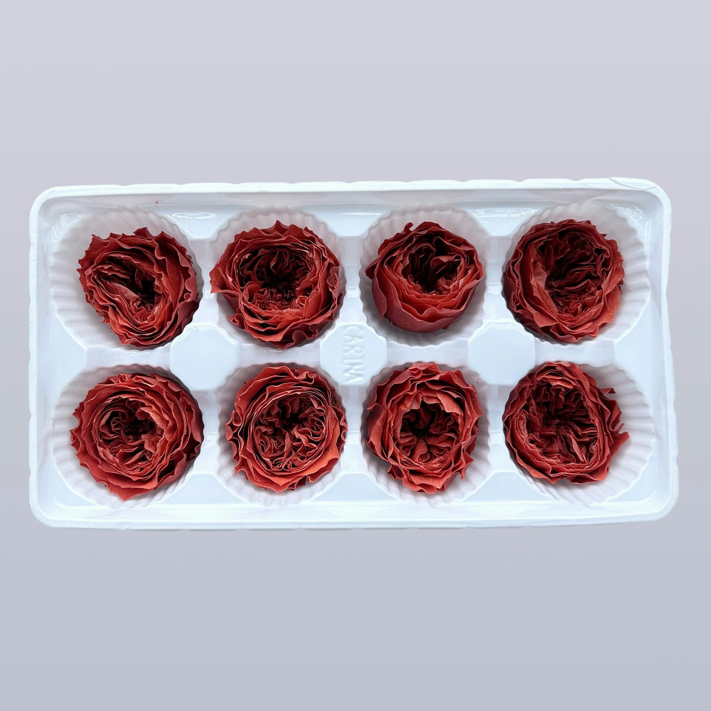 Everlasting Austin Roses™ | Preserved Heirloom Floral Collection