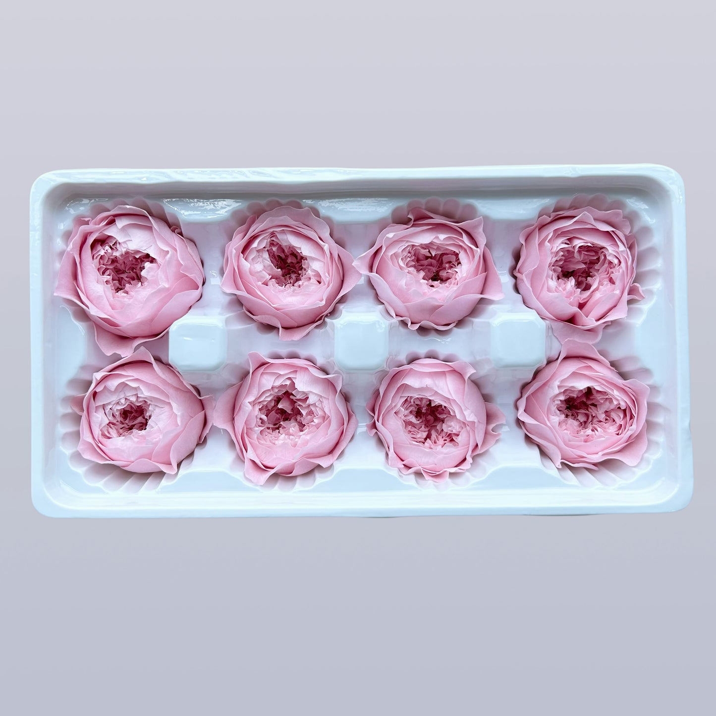 Everlasting Austin Roses™ | Preserved Heirloom Floral Collection