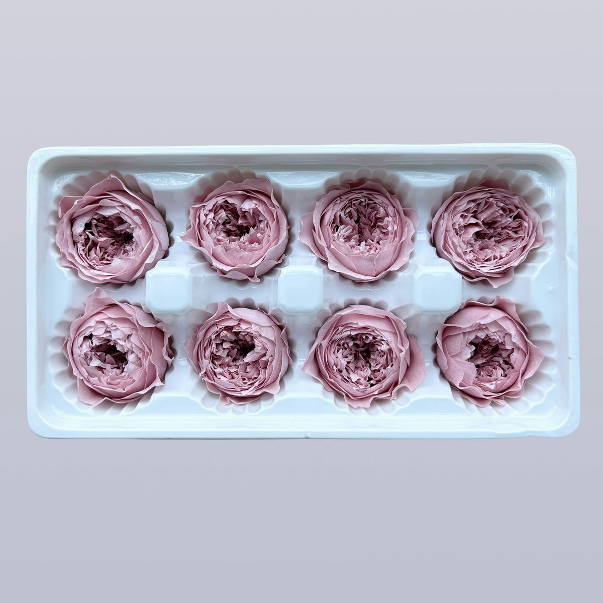 Everlasting Austin Roses™ | Preserved Heirloom Floral Collection