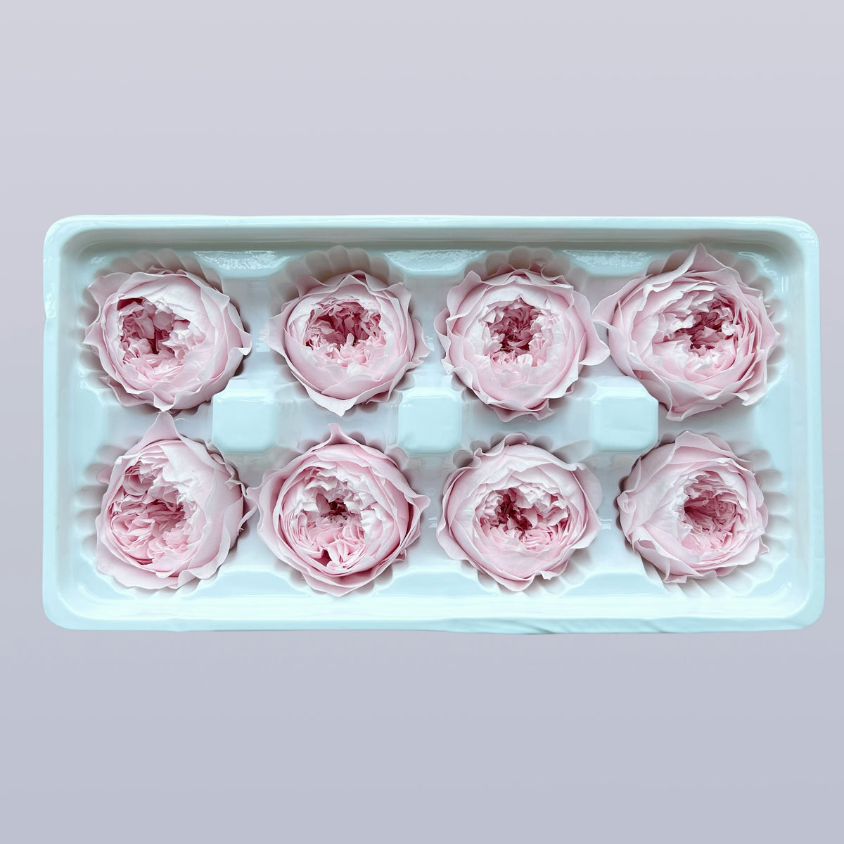 Everlasting Austin Roses™ | Preserved Heirloom Floral Collection