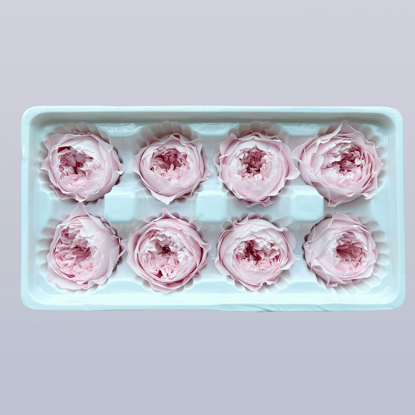 Everlasting Austin Roses™ | Preserved Heirloom Floral Collection