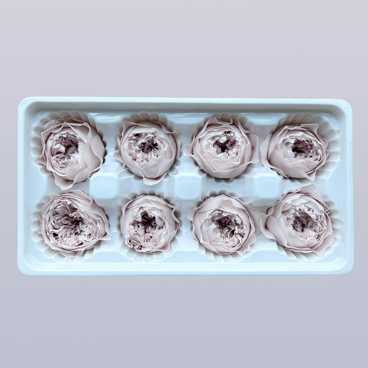 Everlasting Austin Roses™ | Preserved Heirloom Floral Collection