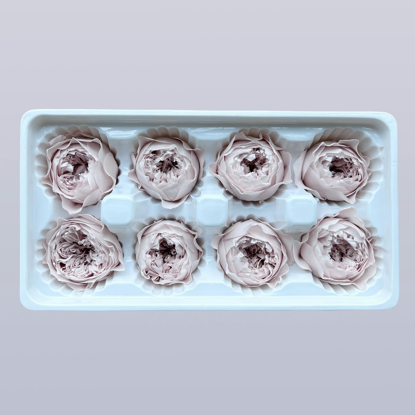 Everlasting Austin Roses™ | Preserved Heirloom Floral Collection