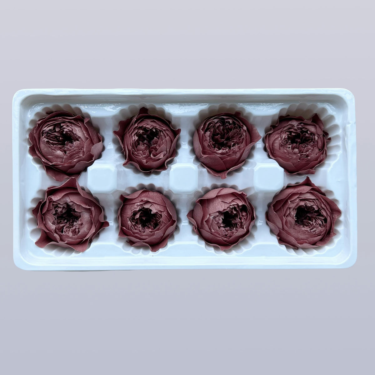 Everlasting Austin Roses™ | Preserved Heirloom Floral Collection