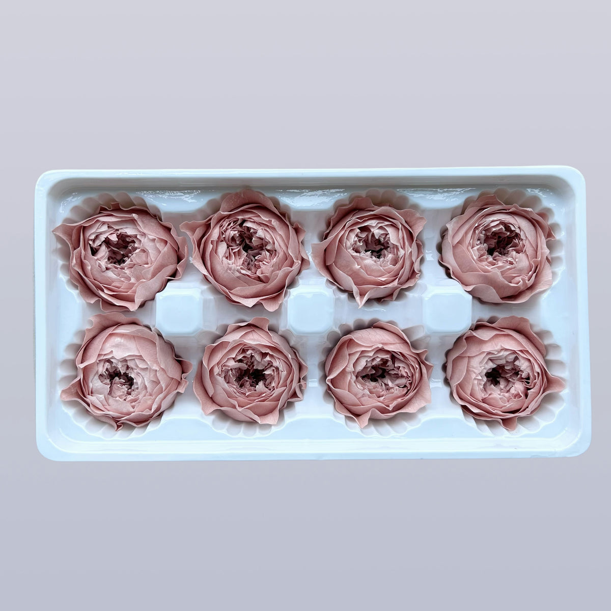 Everlasting Austin Roses™ | Preserved Heirloom Floral Collection