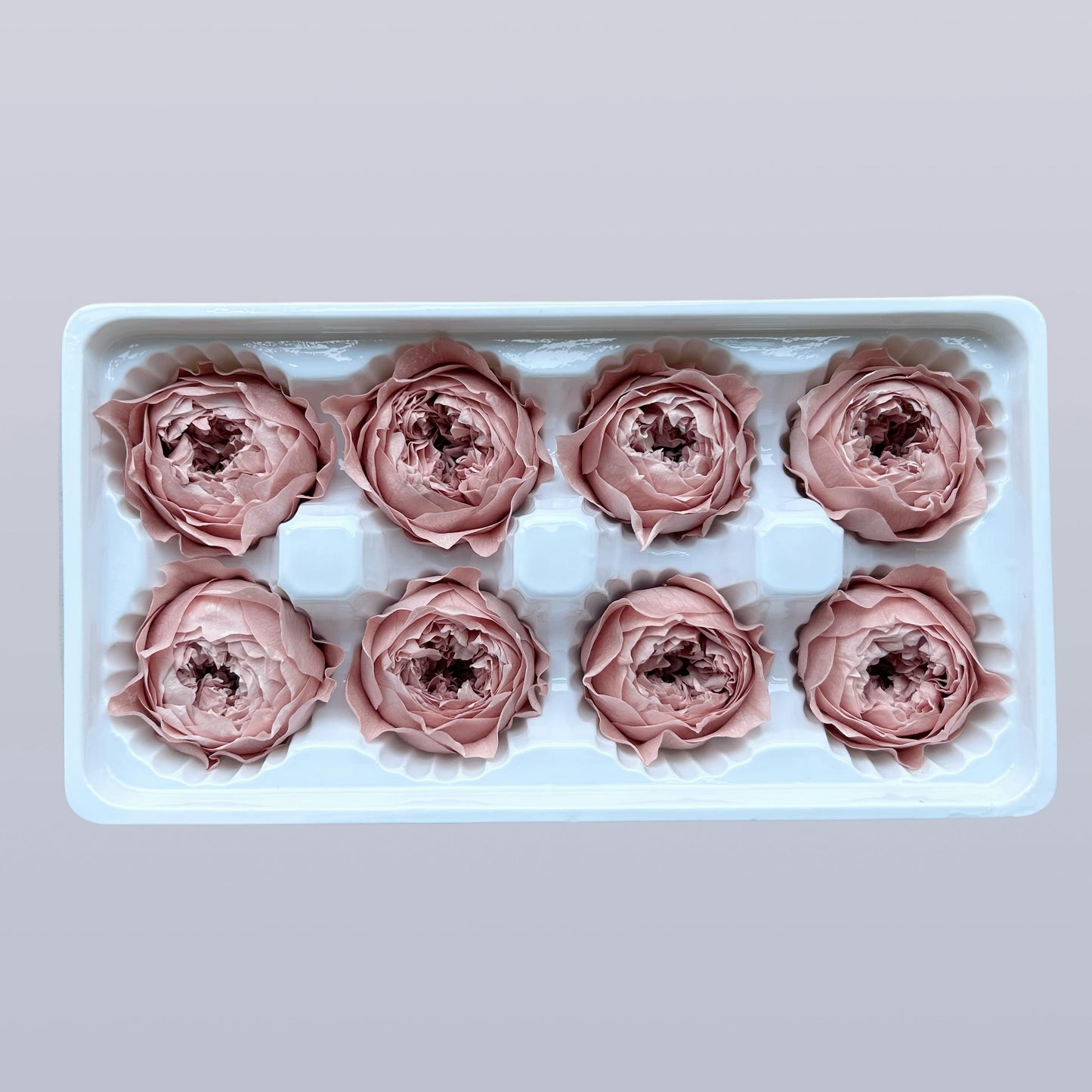 Everlasting Austin Roses™ | Preserved Heirloom Floral Collection