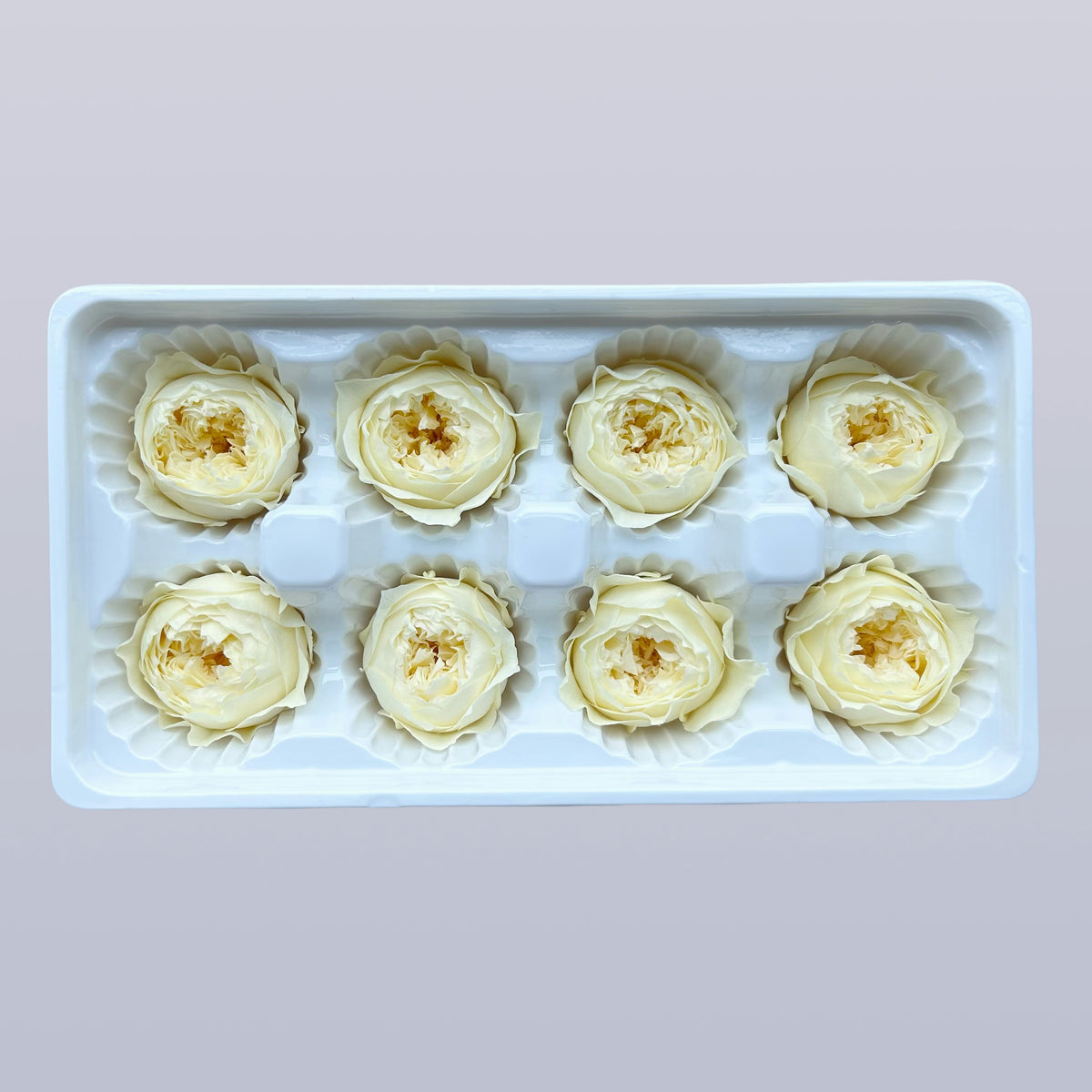 Everlasting Austin Roses™ | Preserved Heirloom Floral Collection