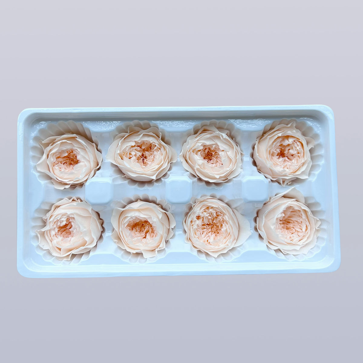 Everlasting Austin Roses™ | Preserved Heirloom Floral Collection