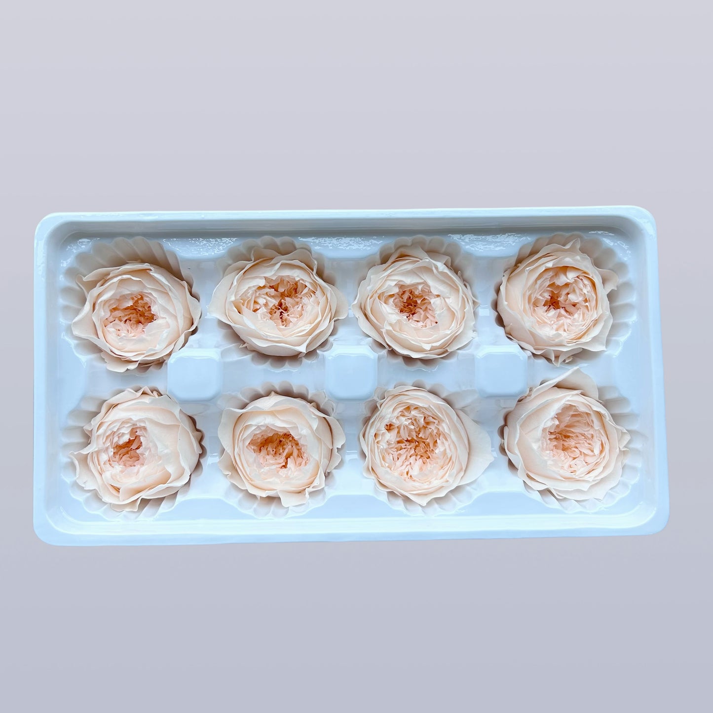 Everlasting Austin Roses™ | Preserved Heirloom Floral Collection