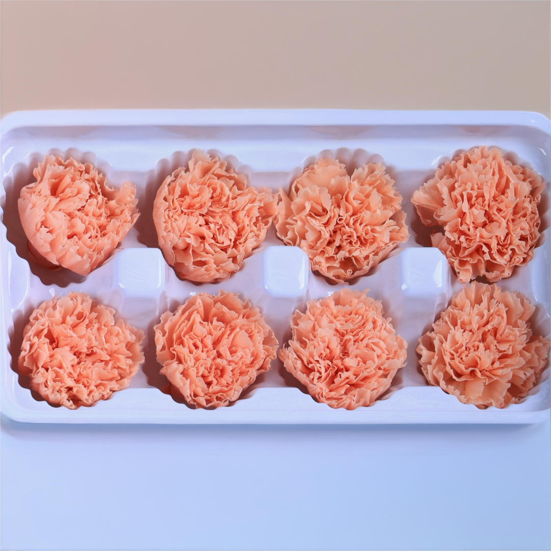 Carnation