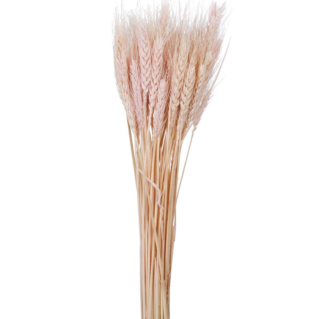 Wheat