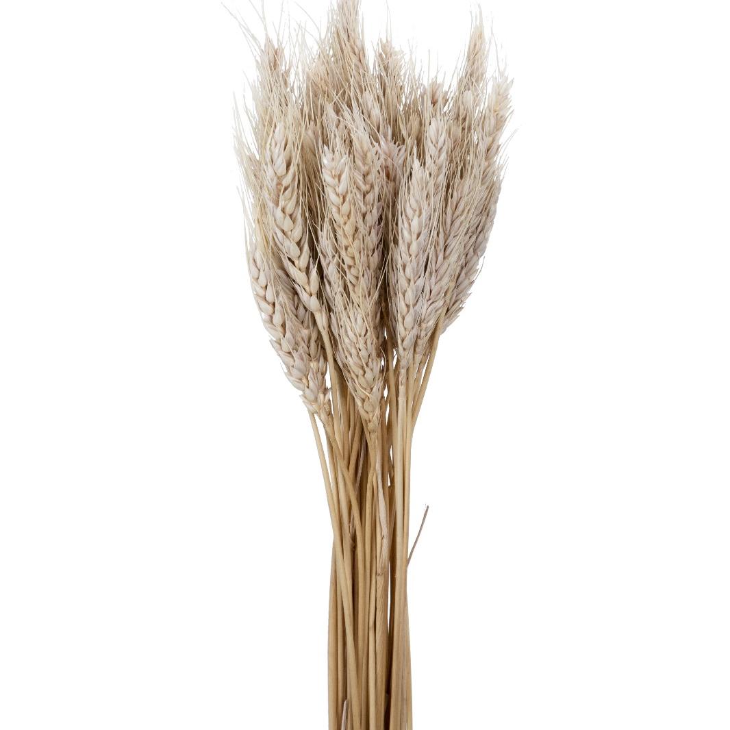 Wheat