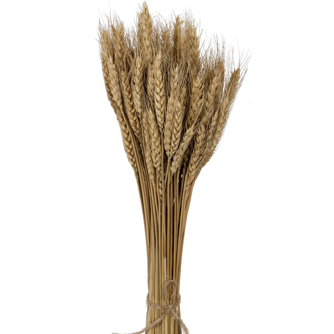 Wheat