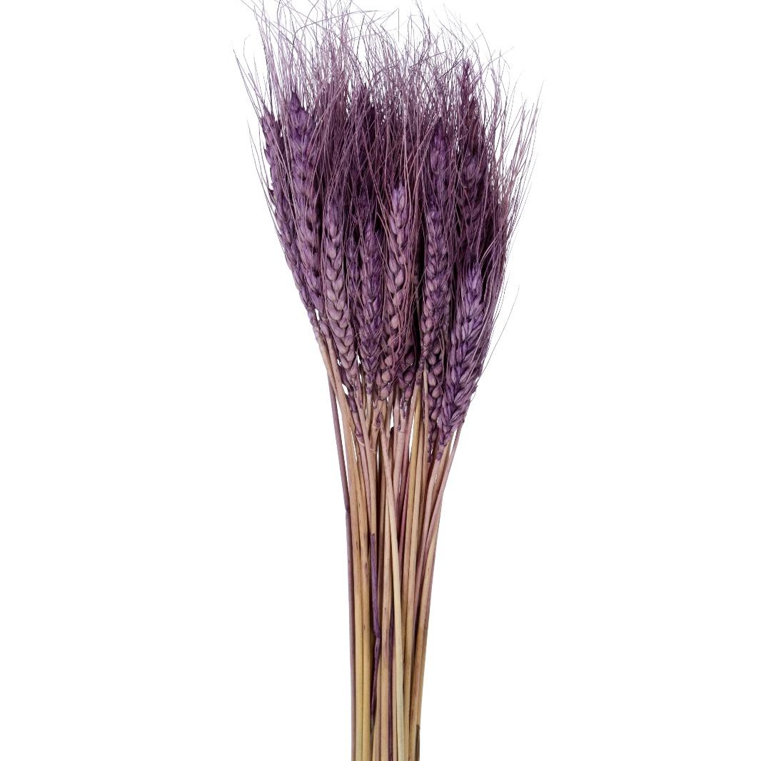 Wheat