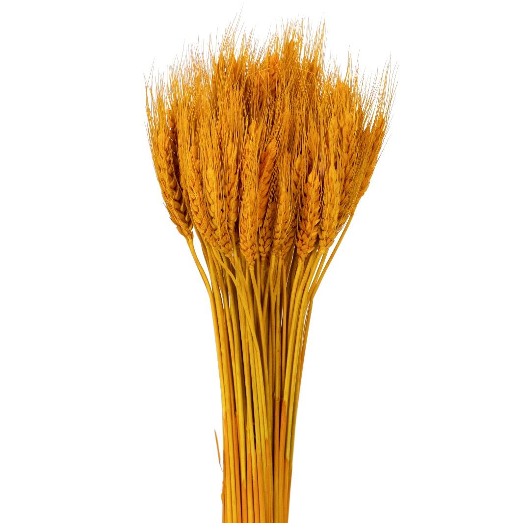 Wheat